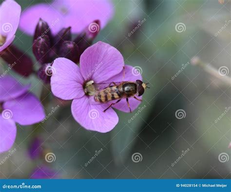Syrphus Ribesii Stock Photo Image Of Insect Composite 94028154