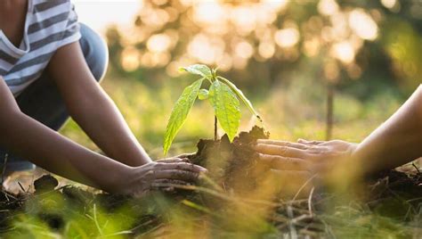 Nonprofit Organizes Planting Of 145 Trees At Core Creek Park Read To