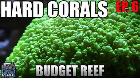 Chemistry Part 2 Hard Corals Beginner Budget Reef Tank Alkalinity Calcium Magnesium Youtube