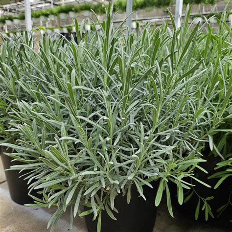 Lavender Finished Lavandula Angustifolia Vera From Hillcrest Nursery