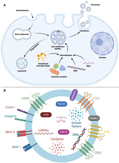 Figure From Exosome Mediated Antigen Delivery Unveiling Novel