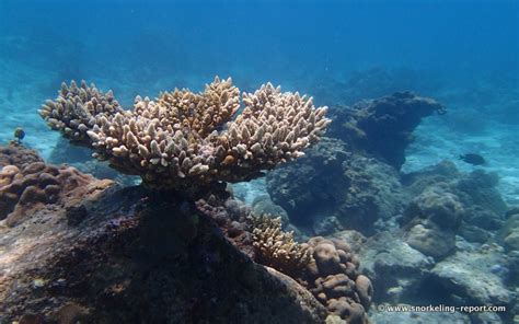 Snorkeling in Anse Soleil, Mahé Island | Snorkeling in Seychelles