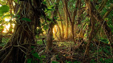 Branch Vegetation Growth No People Woodland Tranquil Scene