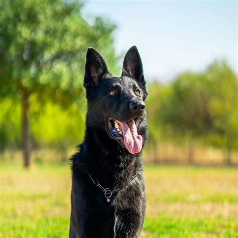 Trained German Shepherd Protection Dog Bandit Expertly Trained By