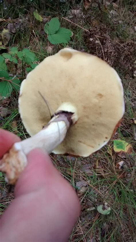 Wild Mushrooms Of Northern Wisconsin From Last October Mushroom