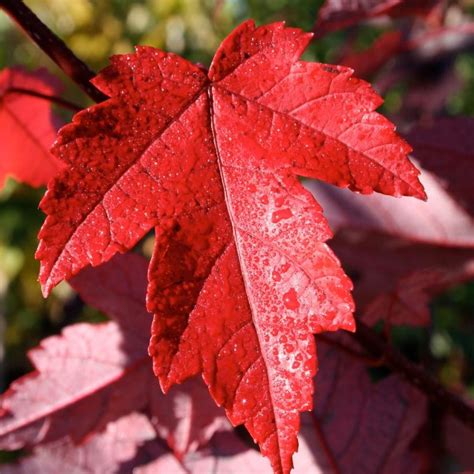 Acer Rubrum Frank Jr Redpointe Maple Wheaton Garden Works Co