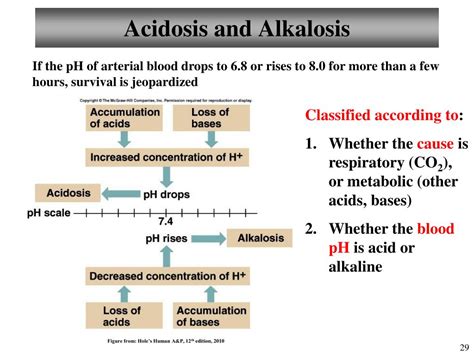 PPT Chapter 26 Fluid Electrolytes And Acid Base Balance Lecture 17