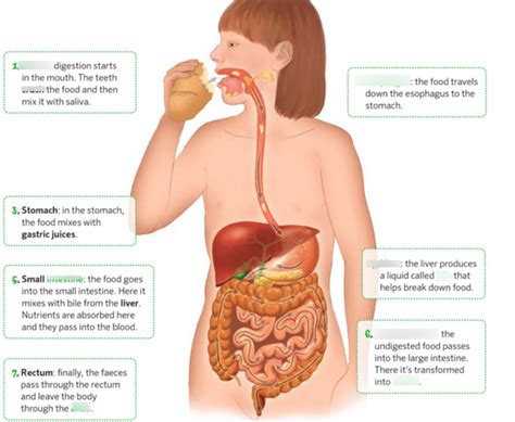 Digestive System 6th Grade Diagram Quizlet