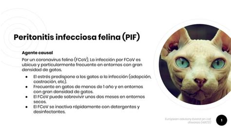 Peritonitis Infecciosa Felina