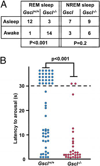 Arousal Response To Stimuli During Sleep A Left During REM Sleep