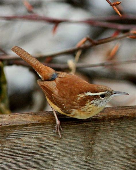 Carolina Wren Birds Of Tatnall Biodiversity All