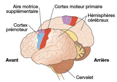 Aires Motrices Site Des Ressources D Acces Pour Enseigner Les