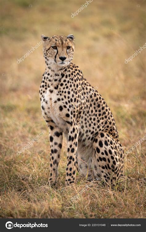 Guépard Assis Dans Plaine Herbeuse Tournant Tête image libre de droit