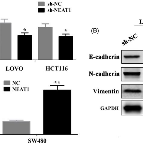 Lncrna Neat Promoted Invasion Of Crc Cells A Cell Invasion Ability