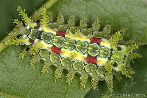 Spiny Oak Slug Moth Caterpillar Euclea Delphinii R1703 P Flickr