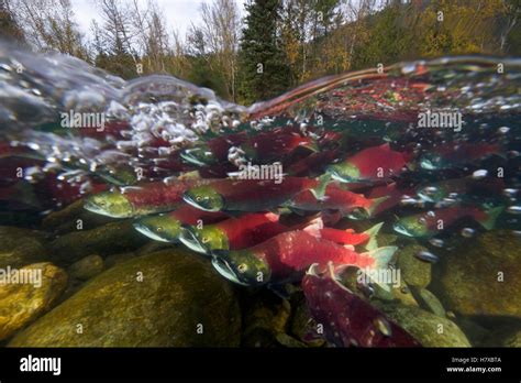 Sockeye Salmon Oncorhynchus Nerka Group Swimming Upstream Between Forested Banks During