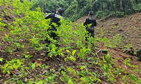 Descubren extensa plantación de coca y narcolaboratorio en propiedad de