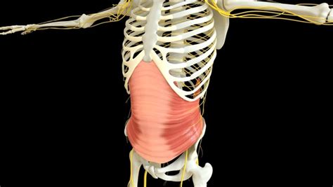 1 627 Abdominis Muscle Anatomy Images Stock Photos 3D Objects