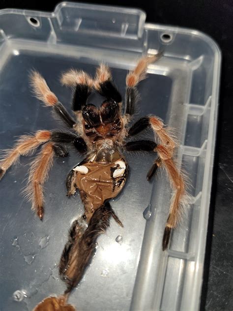 Sex R Tarantulas