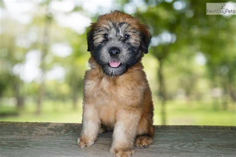 Soft Coated Wheaten Terrier Puppy For Sale Near St George Utah