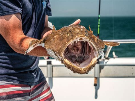 Monkfish The Seas Most Delicious Monster On The Water