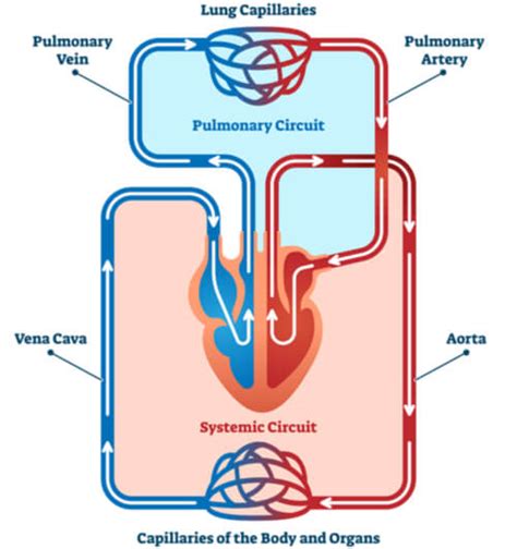 Diagram Pulmonary Circuit