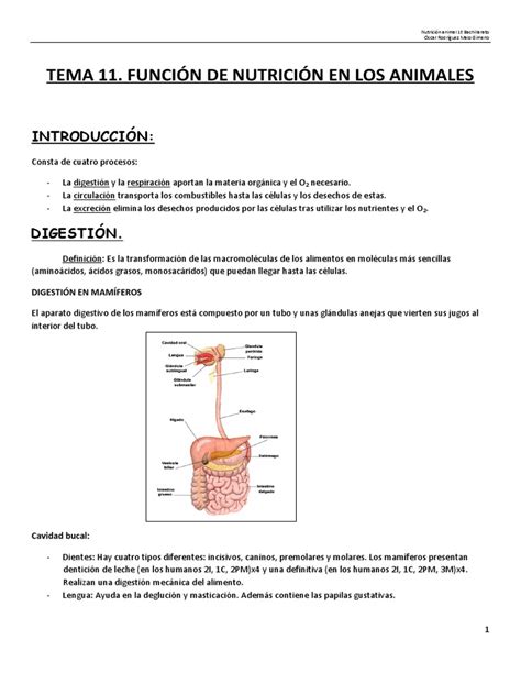 Pdf Función De Nutrición En Los Animales Apuntes Dokumentips