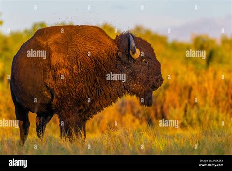 Bison grazing great plains hi-res stock photography and images - Alamy