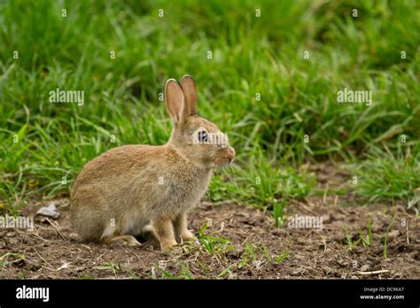 European Rabbit Oryctolagus Cuniculus Stock Photo Alamy