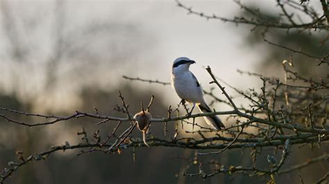 Onze Natuur Met Audiodescriptie Aflevering Seizoen Vrt Max