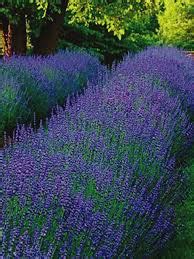 Lavandula X Intermedia Niko Phenomenal Lavender 1 Gallon The