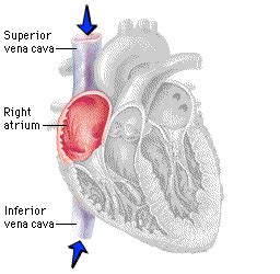 How does the heart function as a double pump? | Socratic