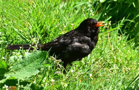 Darmowe Zdj Cia Natura Ptak Kwiat Zwierz Dzikiej Przyrody