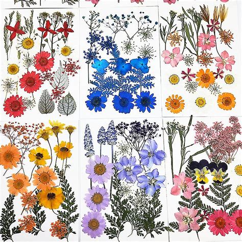 Pressede Blomster Sm T Rrede Blomster Scrapbooking Diy Bevaret Blomst