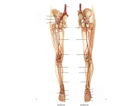 Artery flow in lower limb Quiz