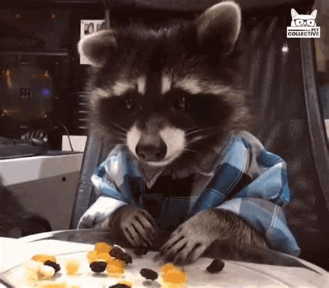 Eating Raccoon GIF - Eating Raccoon Snacks - Discover & Share GIFs