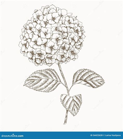 Hydrangea Stock Vector Image 54422628