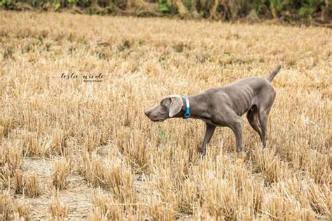 Gallery - Puppies - Timberdoodle Weimaraners