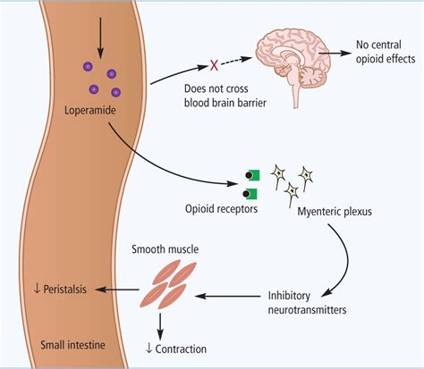 Loperamida Mecanismo De A O Braincp