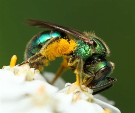 What Are Sweat Bees