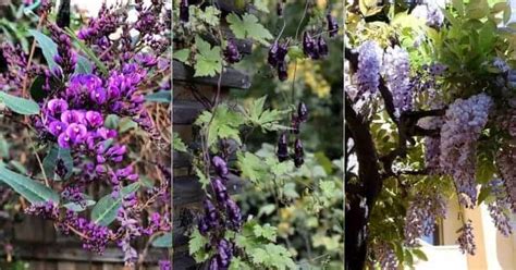 17 Gorgeous Flowering Vines That Grow In Shady Areas