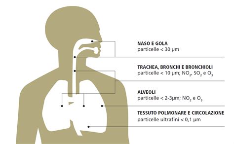 Gli Effetti Sulla Salute Torino Respira