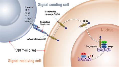 Delta Like Ligand Notch Signaling In Macrophage Activation