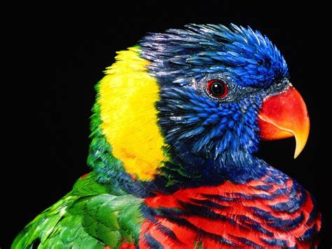 Cute Colorful Bird HD Desktop Wallpaper 84026 Baltana