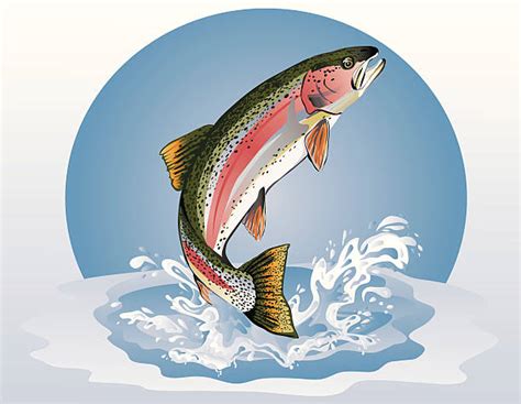 Rainbow Trout Clip Art, Vector Images & Illustrations - iStock