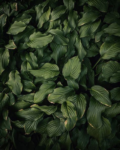 Hd Wallpaper Leaves Plant Green Dark Green Green Color Full Frame Backgrounds Wallpaper