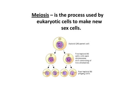 Cell Division Plants Are Complex Organisms That Grow Throughout Their