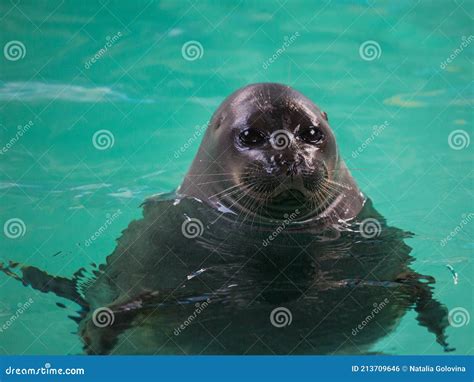 Foca Baikal O Nerpa Endémica Del Lago Baikal Mirando A La Cámara Con