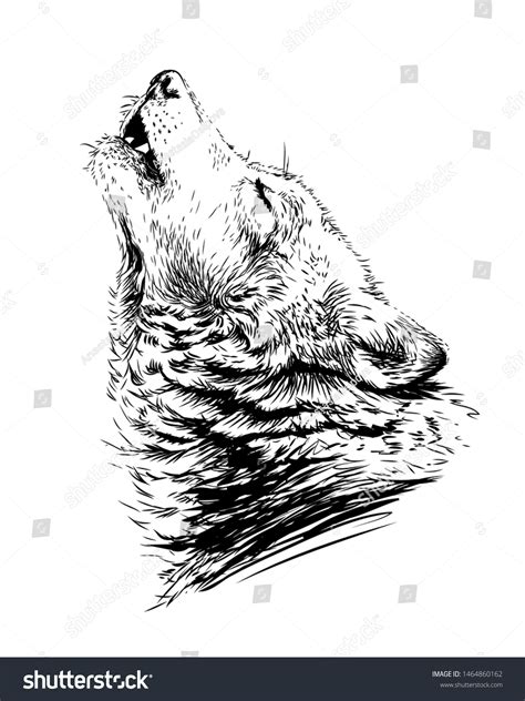 22646 Wolf Howling Images Stock Photos And Vectors Shutterstock