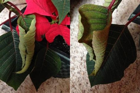 Watering Poinsettias Proper Timing And Frequency To Prevent Root Rot